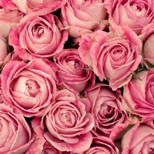 Meet your Posher, Raven